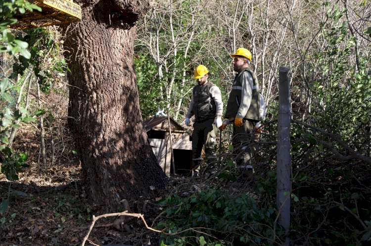 Kartal’da, Asırlık Ağaçlara Özel Bakım